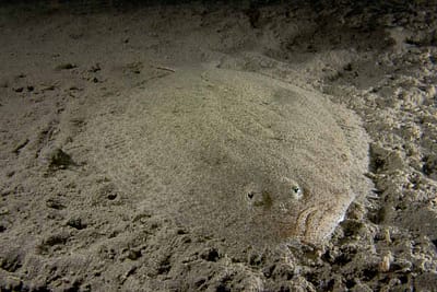 PASSERA PIANUZZA - Platichthys flesus