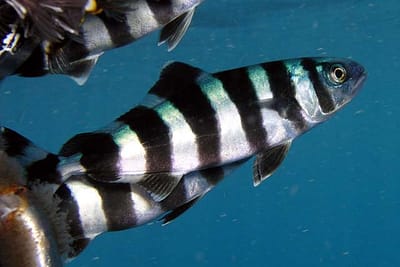 PESCE PILOTA - Naucrates ductor