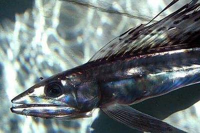 SAURO FEROCE - Alepisaurus ferox