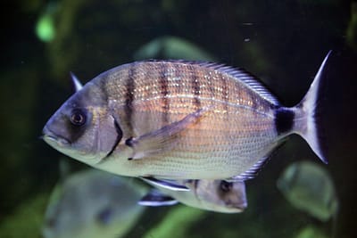 SARAGO COMUNE - Diplodus sargus
