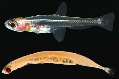 SCHINDLERIA BREVIPINGUIS