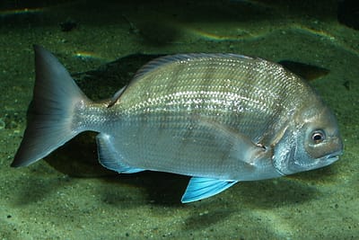 SARAGO MAGGIORE - Diplodus sargus sargus