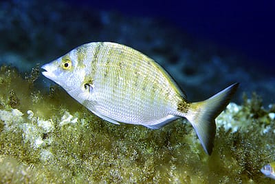 SARAGO PIZZUTO - Diplodus puntazzo