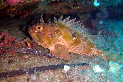 SCORFANO NERO - Scorpaena porcus
