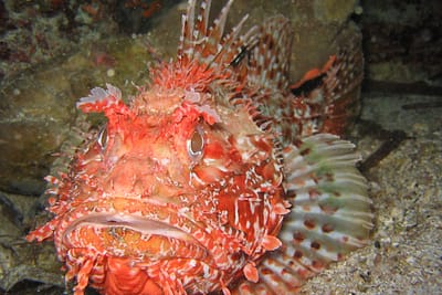 SCORFANO ROSSO - Scorpaena scrofa