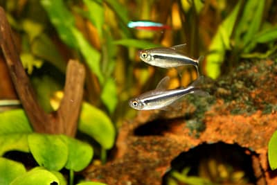 HYPHESSOBRYCON HERBERTAXELRODI