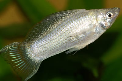 MOLLY NERO - Poecilia latipinna