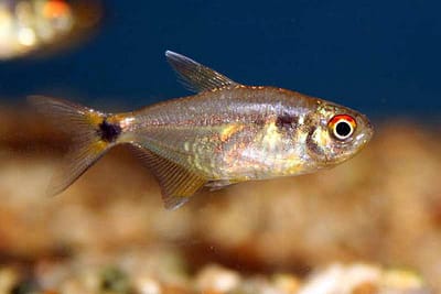 PESCE FARO - Hemigrammus ocellifer