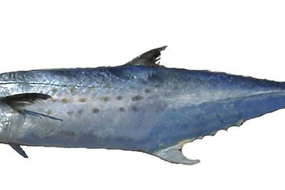 SGOMBRO MACCHIATO - Scomberomorus tritor