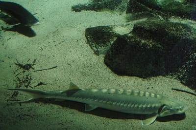 STORIONE COBICE - Acipenser naccarii