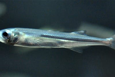 LATTERINO DI SABBIA - Atherina presbyter