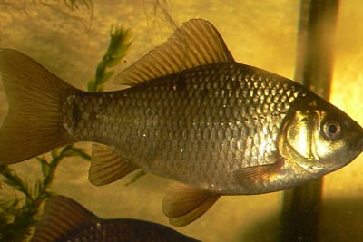 CARASSIO COMUNE - Carassius carassius