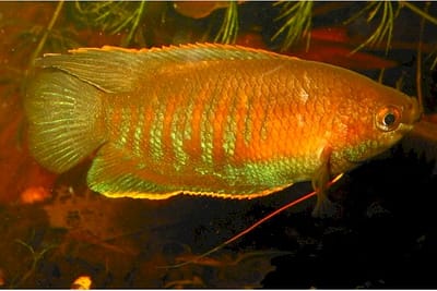 COLISA LABIOSA - Colisa labiosus