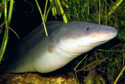 GIMNARCO - Gymnarchus niloticus