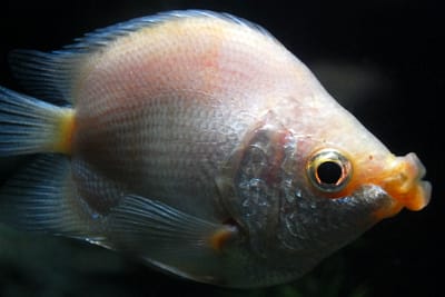 GURAMI SBACIUCCHIONE - Helostoma temminckii