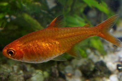 HYPHESSOBRYCON NANO - Hyphessobrycon amandae
