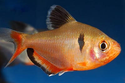 TETRA DI SERPA - Hyphessobrycon eques