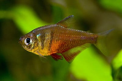 TETRA FIAMMA - Hyphessobrycon flammeus