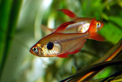 TETRA FANTASMA ROSSO - Hyphessobrycon sweglesi
