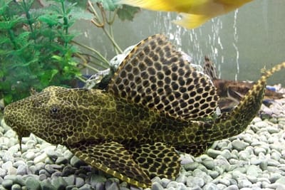 HYPOSTOMUS PLECOSTOMUS