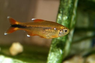 TETRA RAME - Hasemania nana