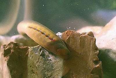 LAMPREDA DI RUSCELLO - Lampetra planeri