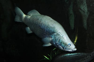 PERSICO DEL NILO - Lates niloticus