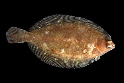 SOGLIOLA LIMANDA - Microstomus kitt
