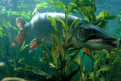 MUSKELLUNGE - Esox masquinongy