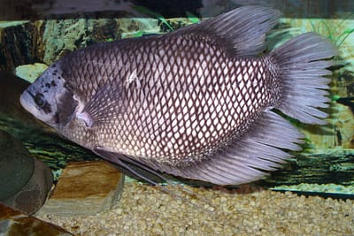 GURAMI GIGANTE - Osphronemus goramy