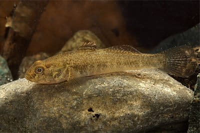 GHIOZZO PADANO - Padogobius bonelli