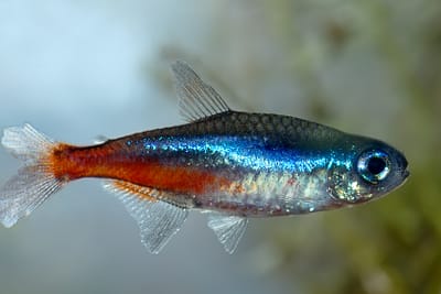 TETRA NEON - Paracheirodon innesi