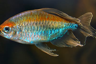 TETRA DEL CONGO - Phenacogrammus interruptus