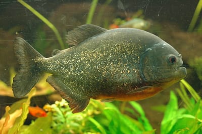 PIRANHA ROSSO - Pygocentrus nattereri