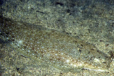 SOGLIOLA COMUNE - Solea solea