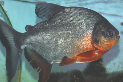 PACU - Colossoma bidens