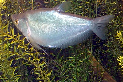 GURAMI CHIARO DI LUNA - Trichogaster microlepis