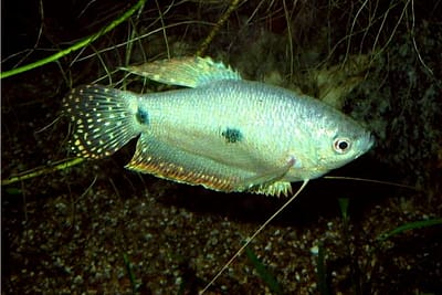 GURAMI BLU - Trichogaster trichopterus