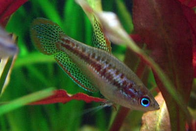 GURAMI PIGMEO - Trichopsis pumila