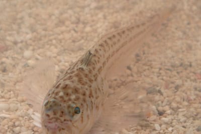 TRACINA VIPERA - 	Echiichthys vipera
