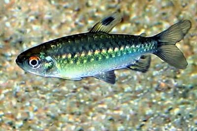 CARACIDE DALL'OCCHIO ROSSO - Arnoldichthys spilopterus