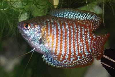 GURAMI NANO - Colisa lalia