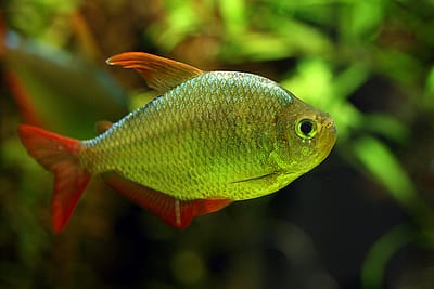 TETRA COLOMBIANO - Hyphessobrycon columbianus
