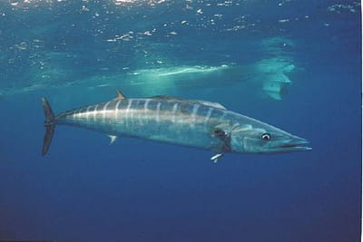 WAHOO - Acanthocybium solandri