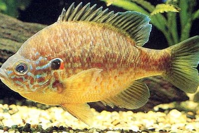 PERSICO SOLE - Lepomis gibbosus
