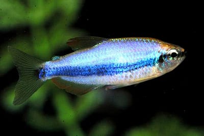 TETRA REALE - Inpaichthys kerri