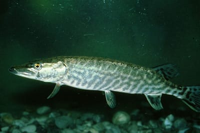 LUCCIO - Esox lucius