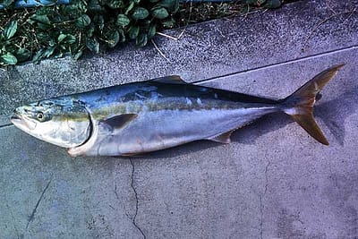 SERIOLA QUINQUERADIATA