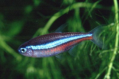 TETRA NEON VERDE - Paracheirodon simulans