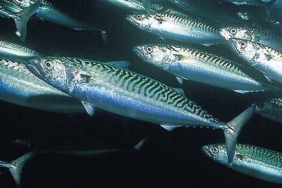 SGOMBRO - Scomber scombrus